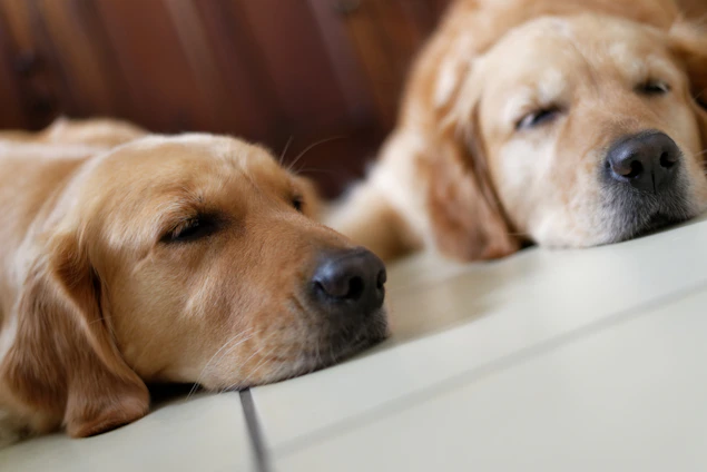 A gentle golden retriever resting peacefully beside a happy puppy in a cozy, sunlit kennel.