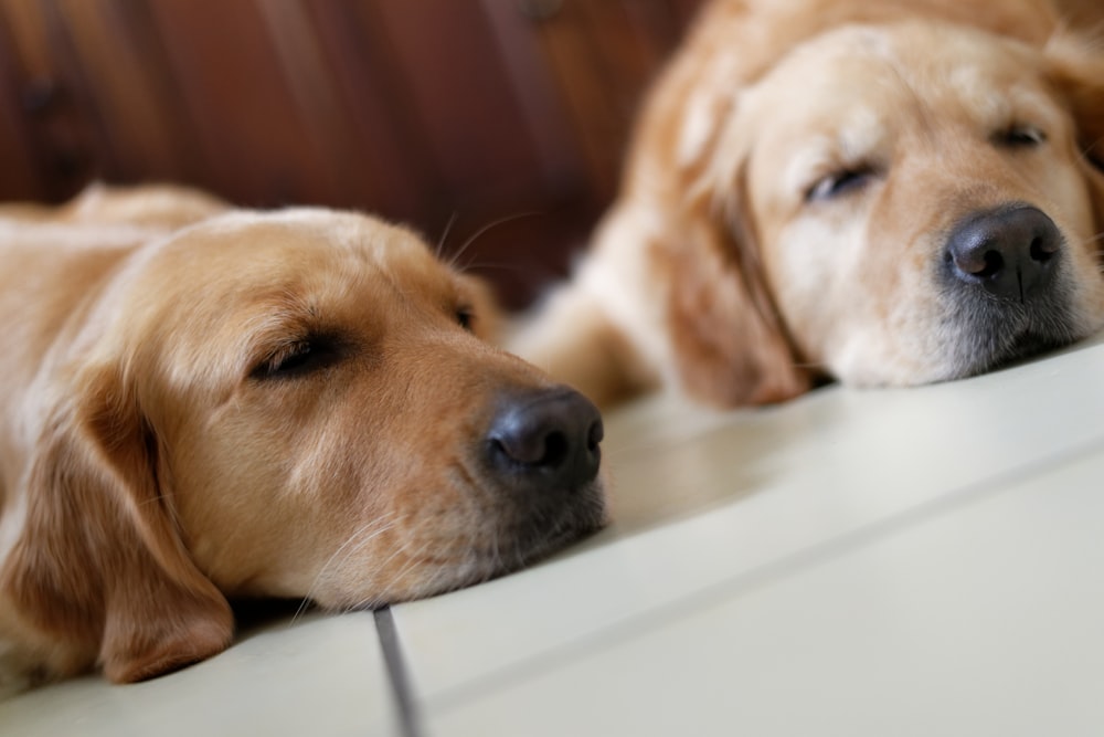 two golden retriever on floor