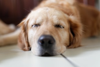 brown Labrador Retriever lying on floor