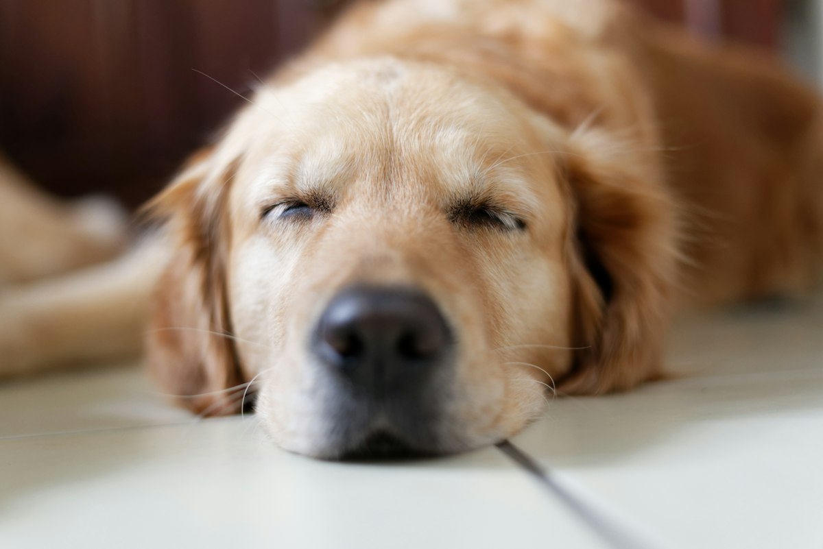 Brown Labrador retriever sleeping comfortably