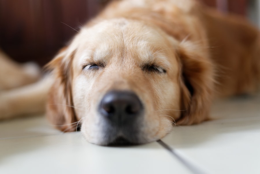 Brown Labrador Retriever lying down on the floor, demonstrating the down command position for positive reinforcement dog training