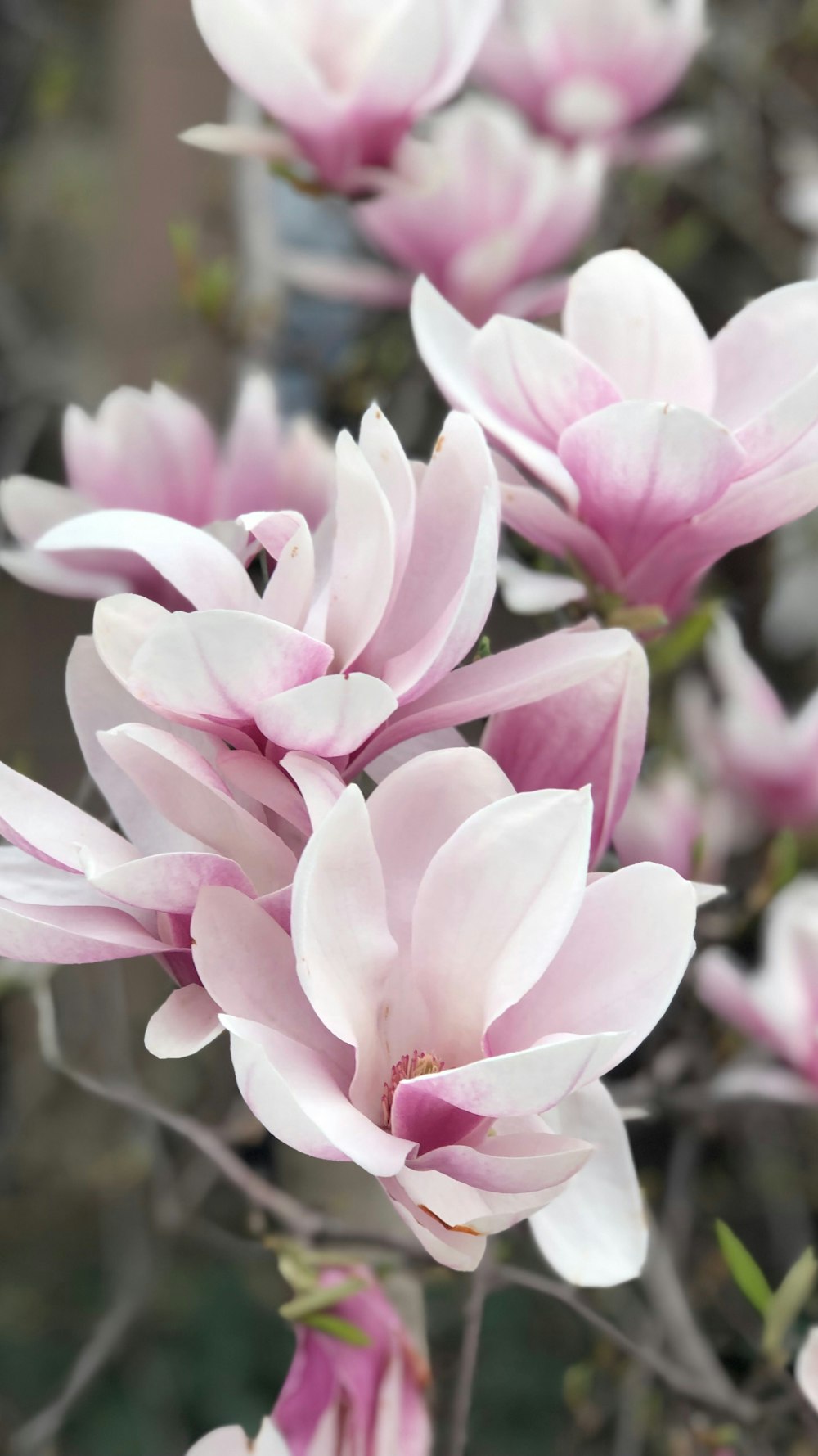 pink-petaled flowers