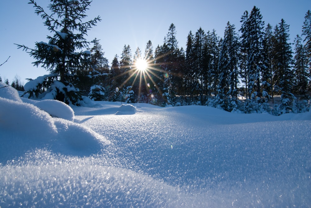 snow forest