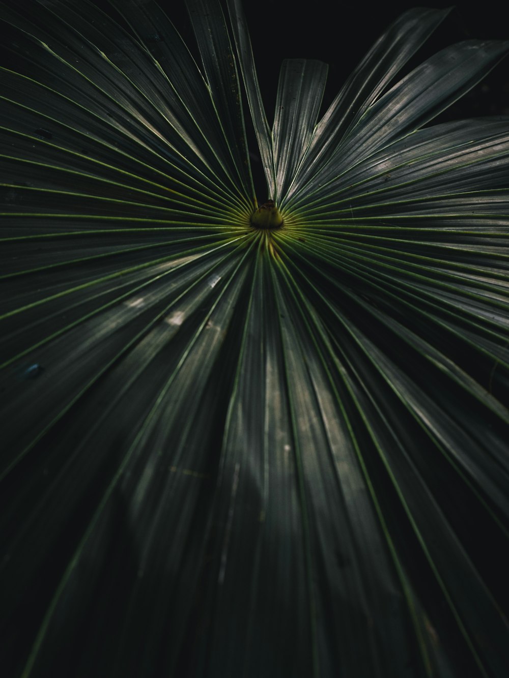 hoja de planta de palma verde