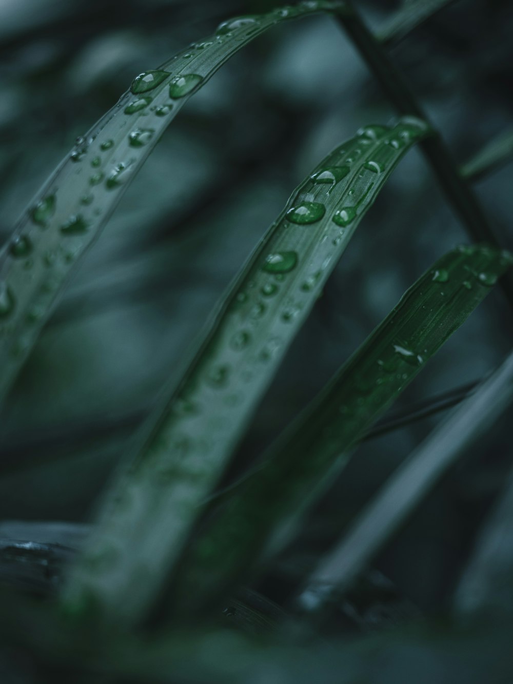 green leafed plant