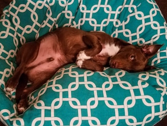 a dog laying in a pet bed