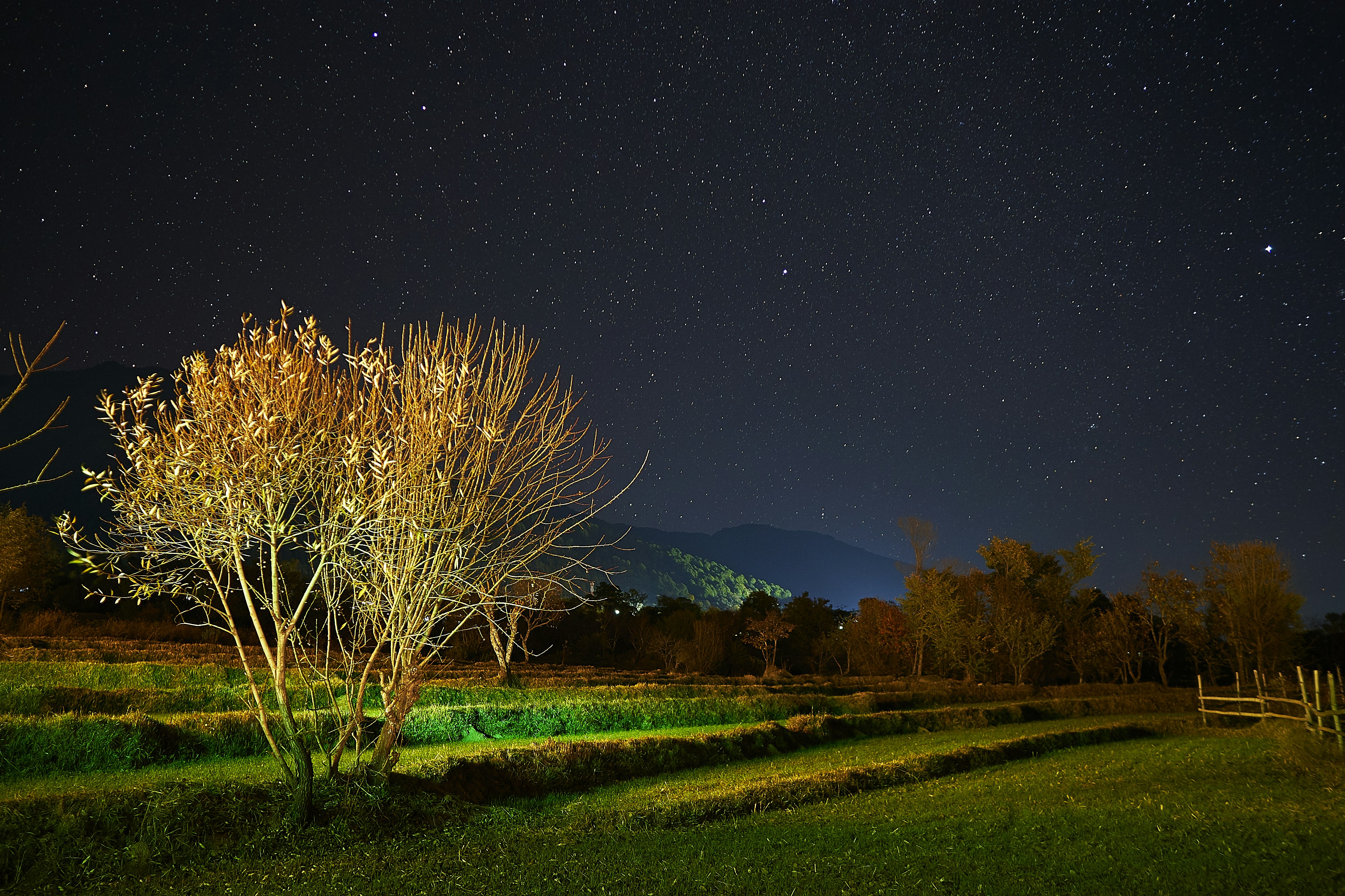 bare tree on field
