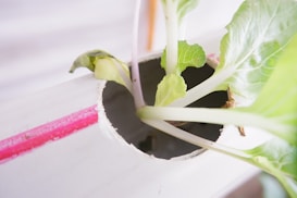 A healthy green plant is growing from a hole cut into a white surface, likely part of a hydroponic system. The leaves are vibrant and the stem is sturdy, indicating that the plant is well-nurtured. The background is softly blurred, with a hint of a pink stripe on the white surface, possibly representing a pipe or container.