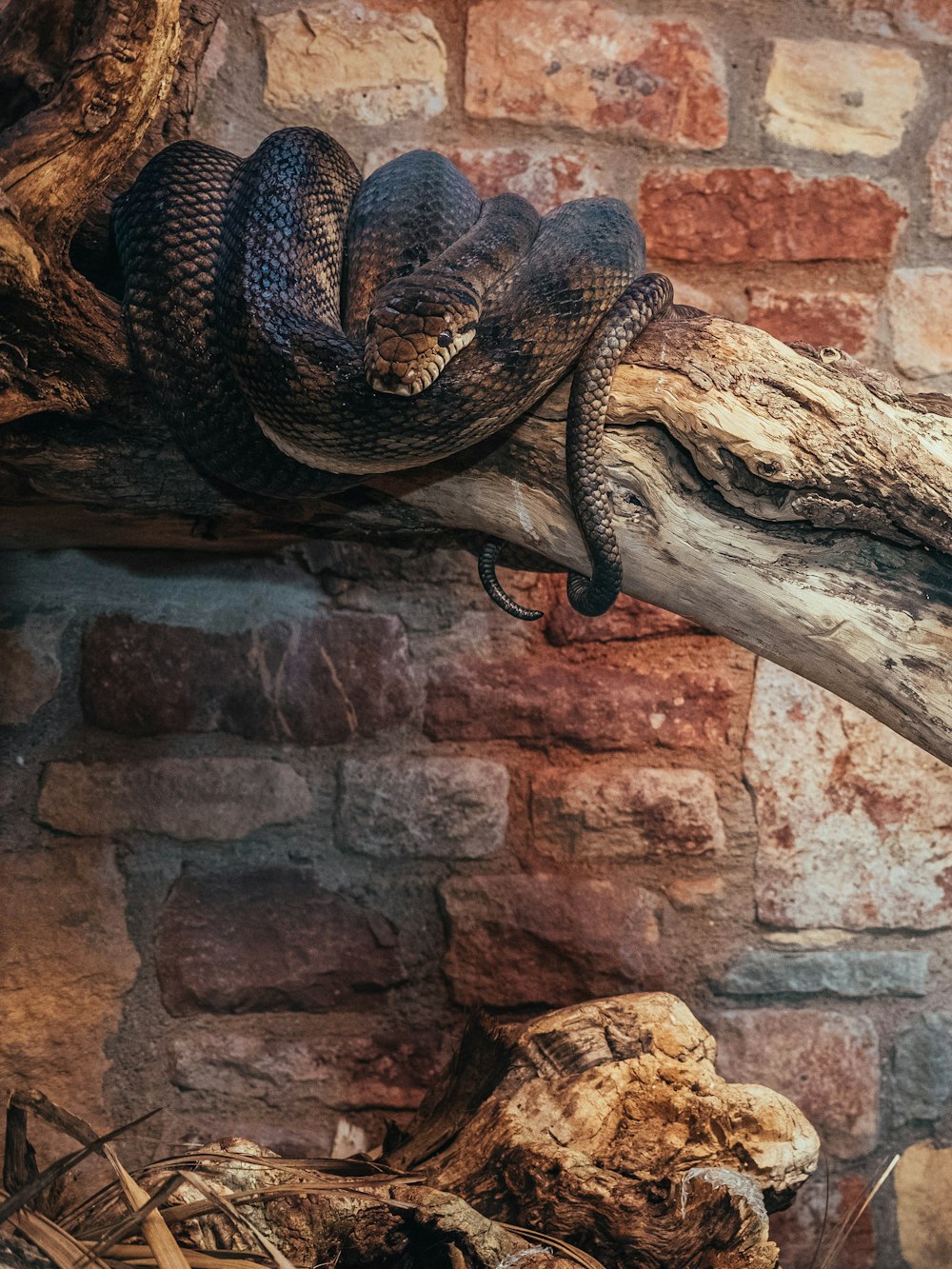 brown snake on branch