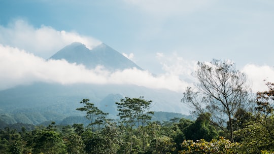 mountain and forest in Mount Merapi Indonesia