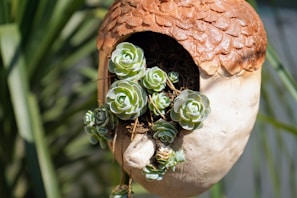 A large, acorn-shaped planter features a cluster of small, green succulents nestled inside. The planter has a textured brown top resembling an acorn cap, while the body is smooth and pale. It appears to be outdoors, with blurred greenery in the background.