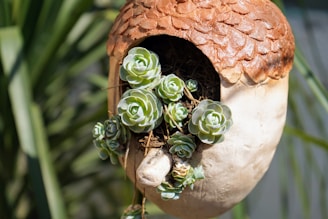 A large, acorn-shaped planter features a cluster of small, green succulents nestled inside. The planter has a textured brown top resembling an acorn cap, while the body is smooth and pale. It appears to be outdoors, with blurred greenery in the background.
