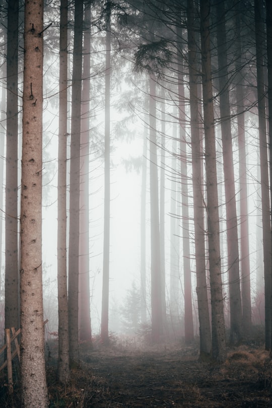 trees in forest in Bavaria Germany