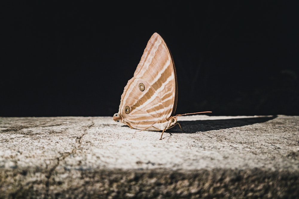 brown and white butterfly on gray surface