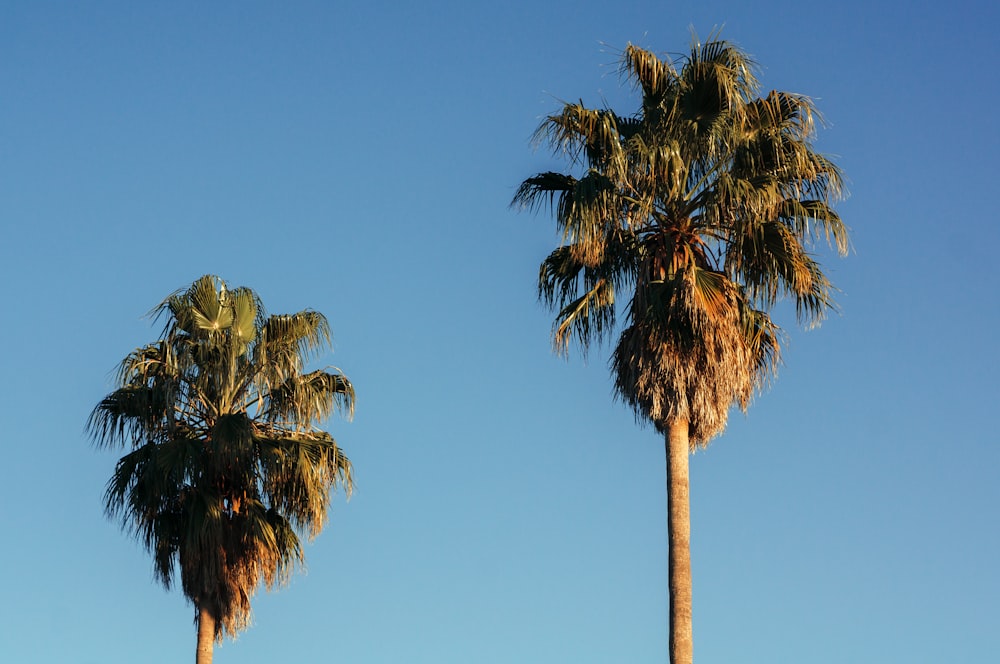 two coconut palm trees under blue sky