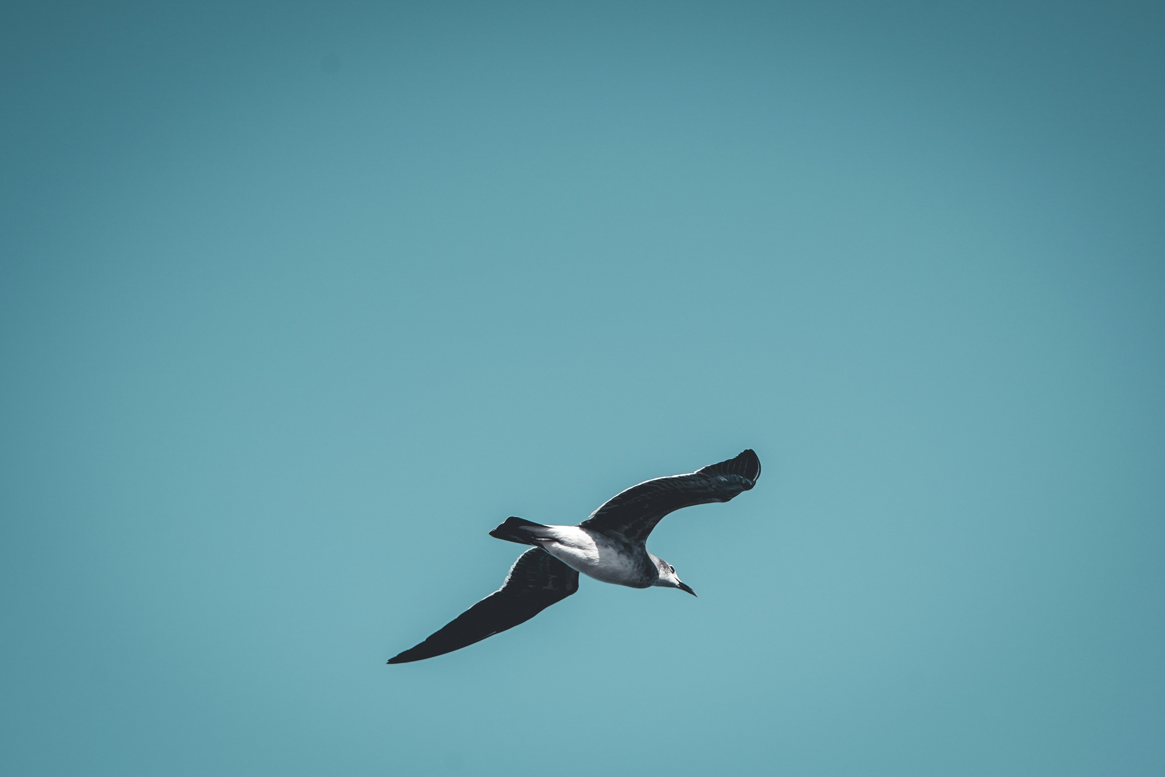 Grey bird on mid air photo Free Blue Image on Unsplash