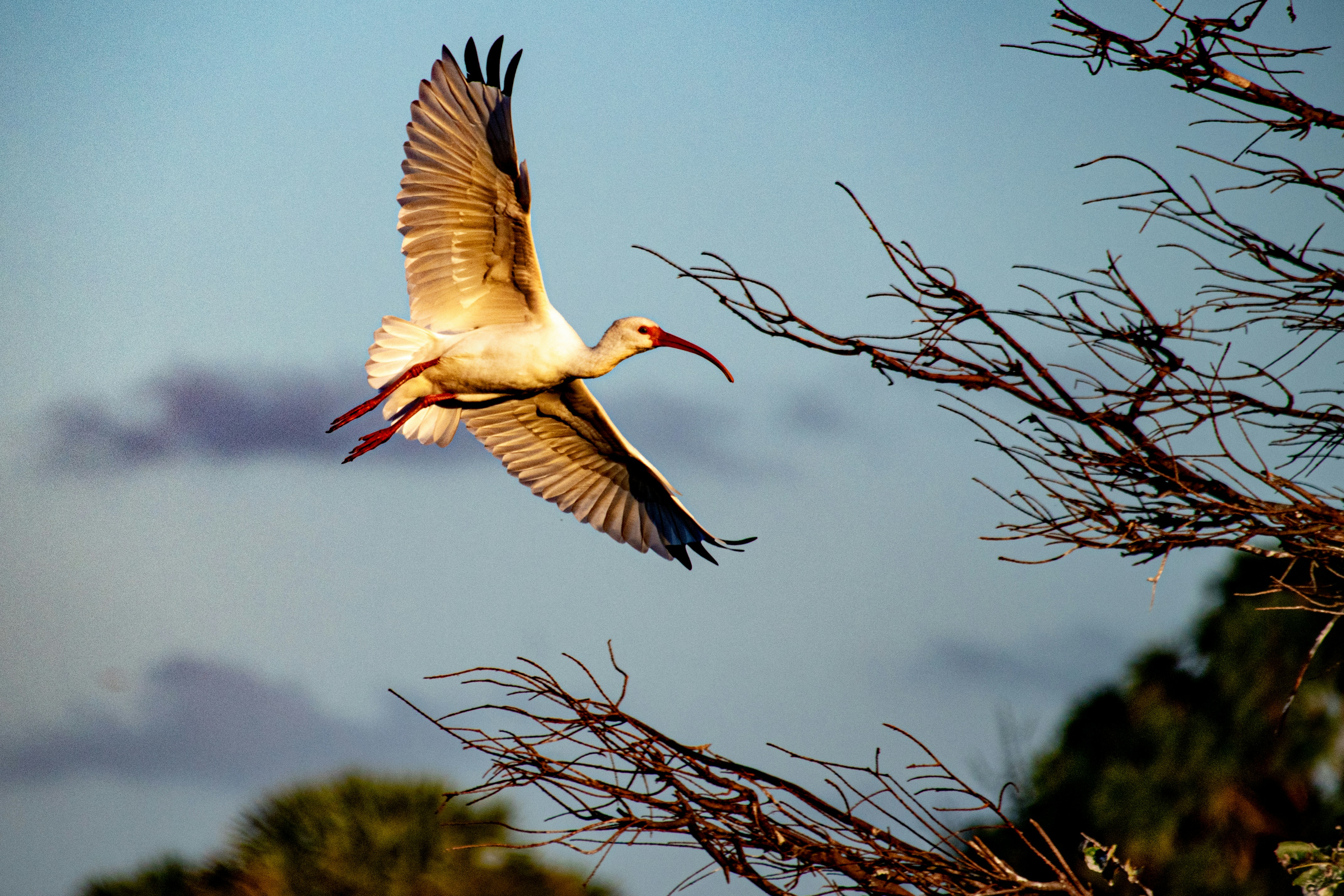 crane flying beside tree, Bird landing 