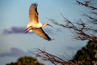 Everglades NP