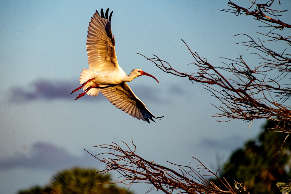 crane flying beside tree