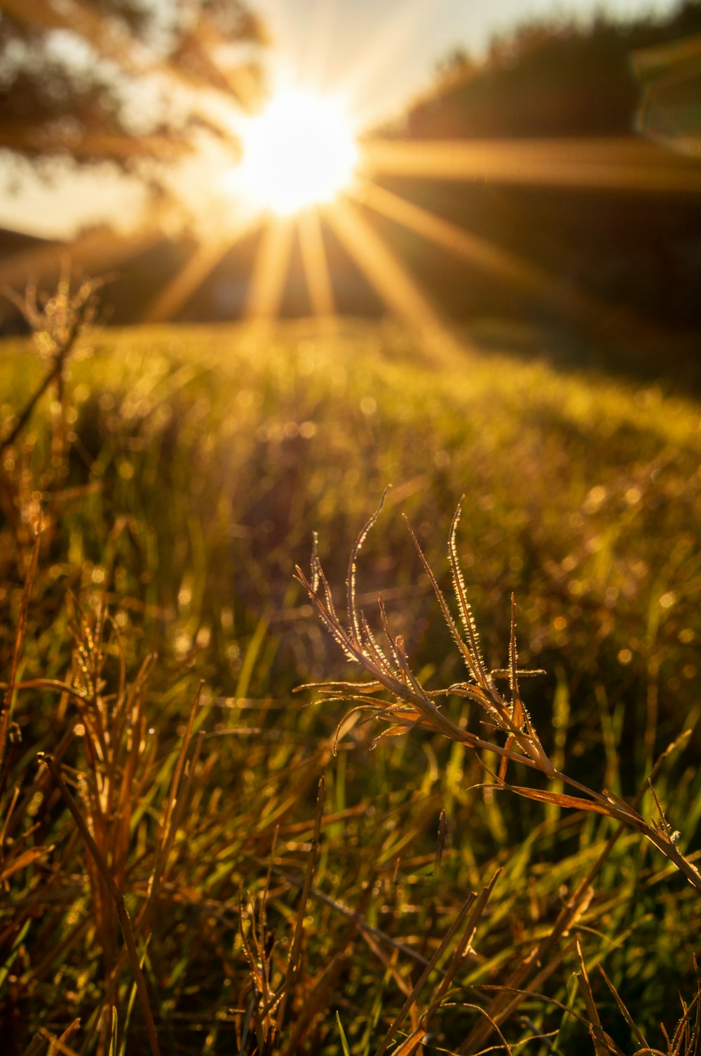 green grass near trees