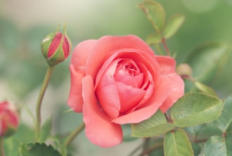 pink-petaled rose flower