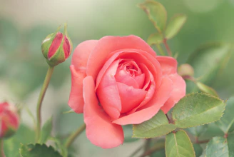 pink-petaled rose flower