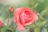 pink-petaled rose flower