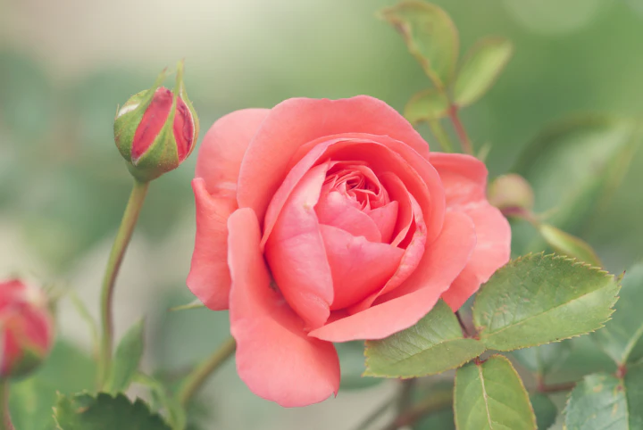 A peach-pink rose in bloom