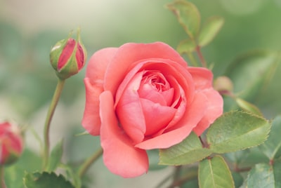 pink-petaled rose flower rose zoom background