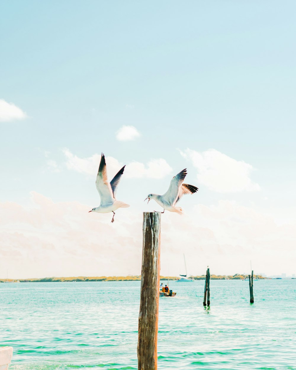 two birds flying above body of water near post