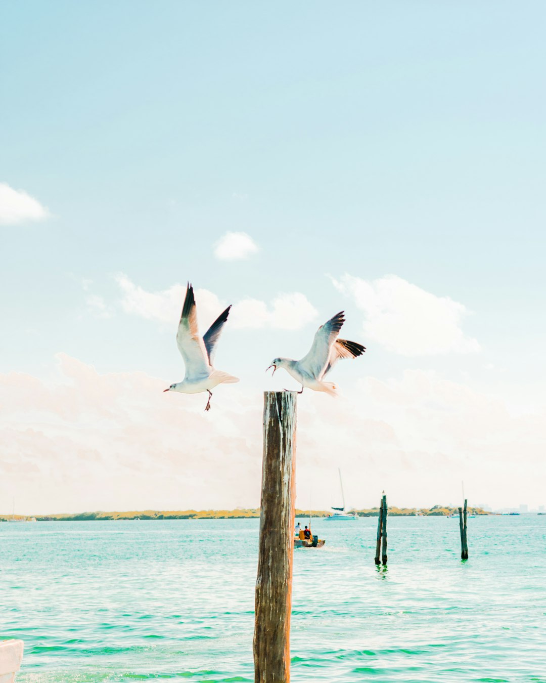 two birds flying above body of water near post