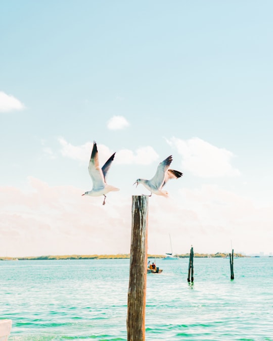 two birds flying above body of water near post in Cancún Mexico