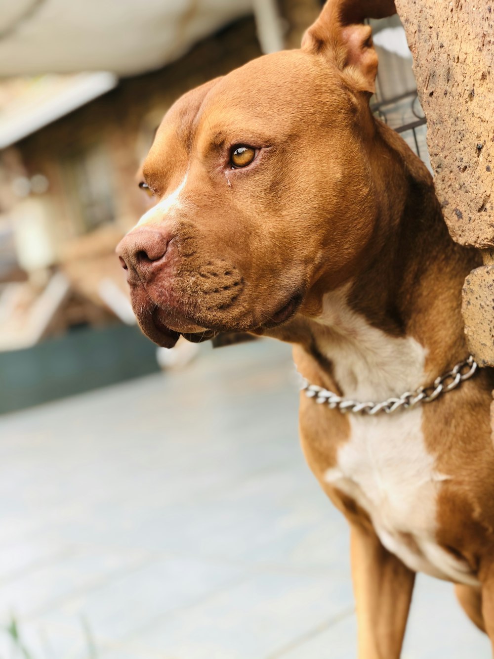 short-coated brown dog