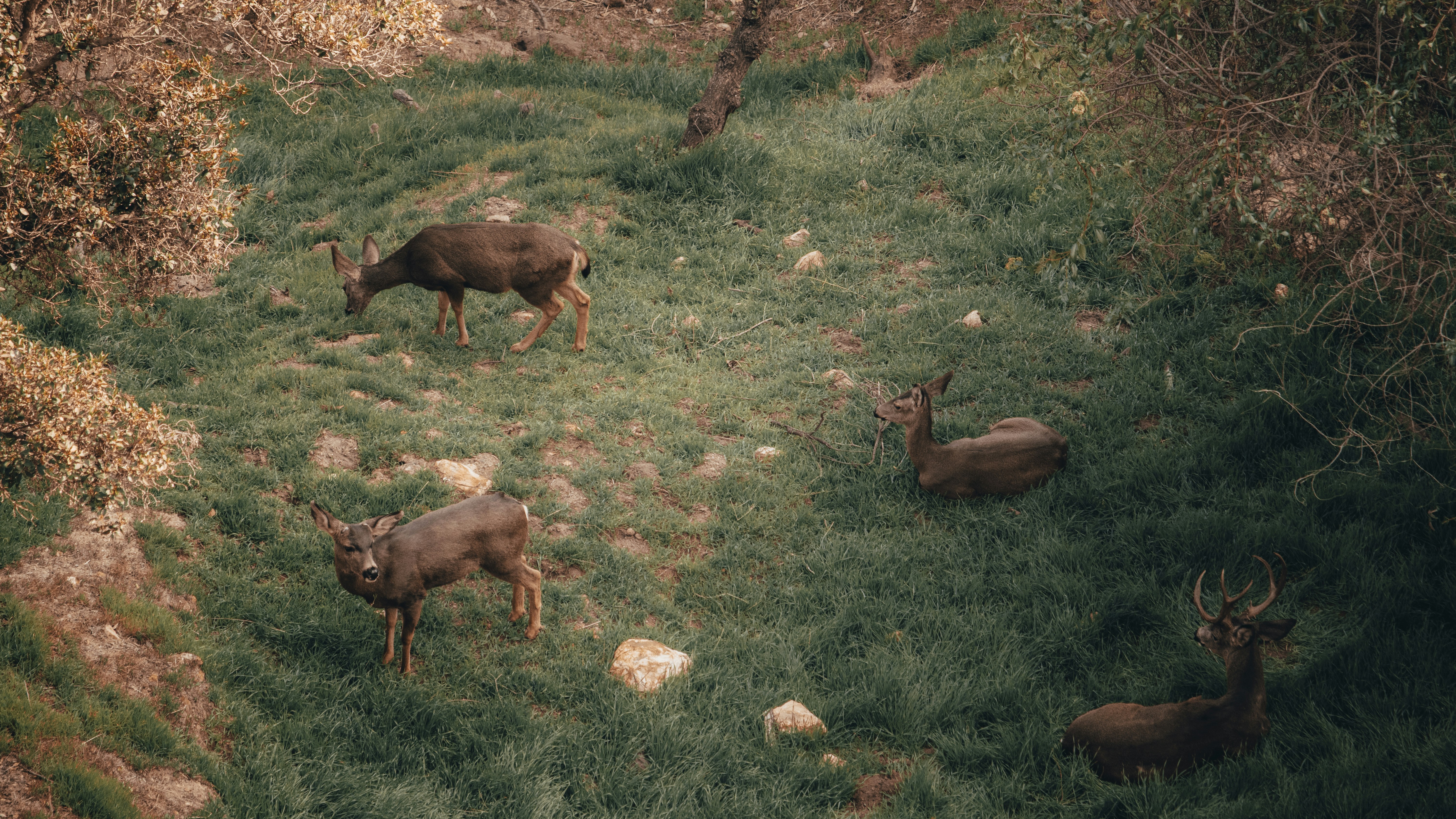 Corso di formazione su cattura e gestione degli animali