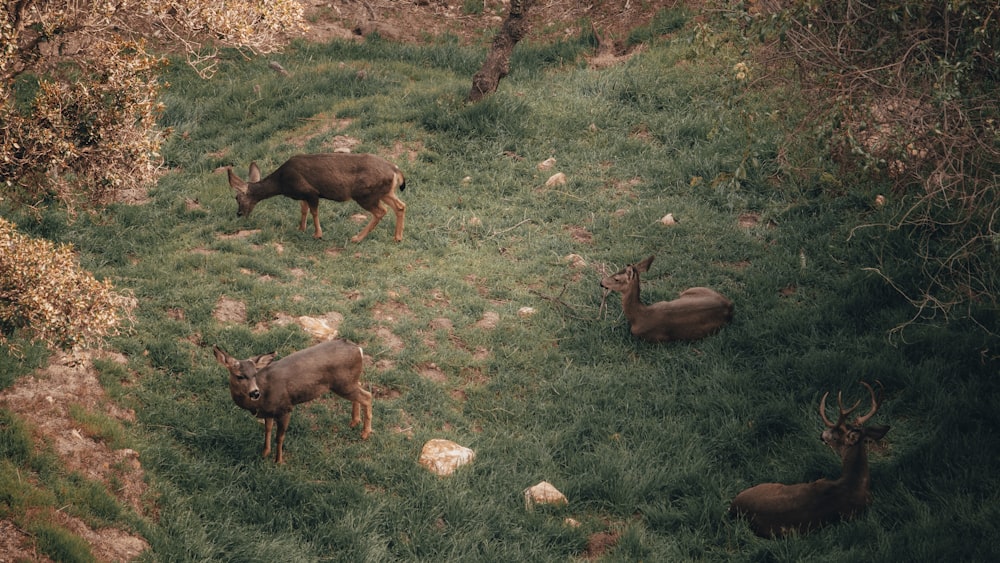 herd of brown deers
