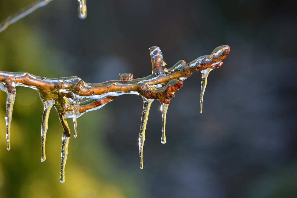 une branche avec des glaçons suspendus