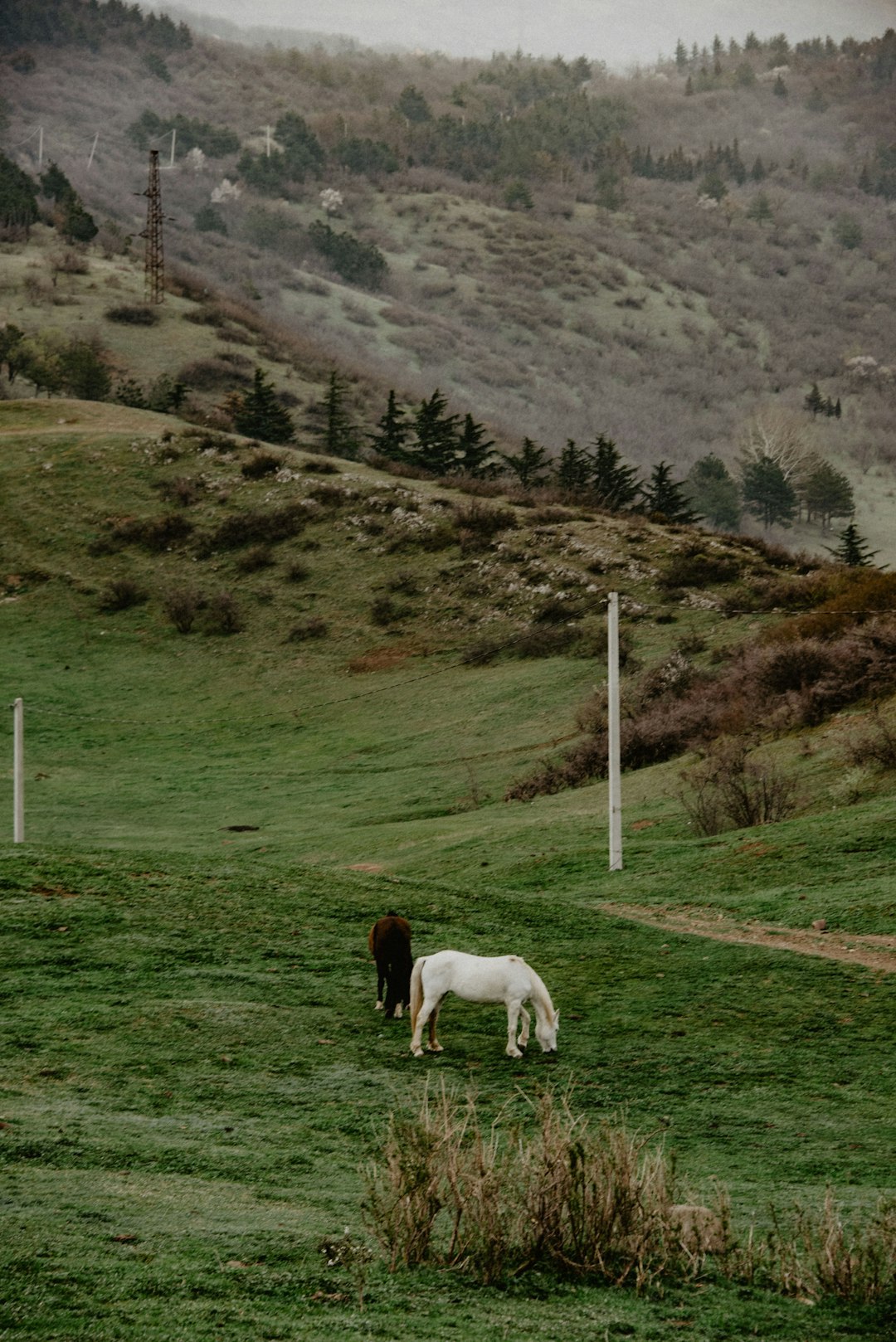 white and black horses