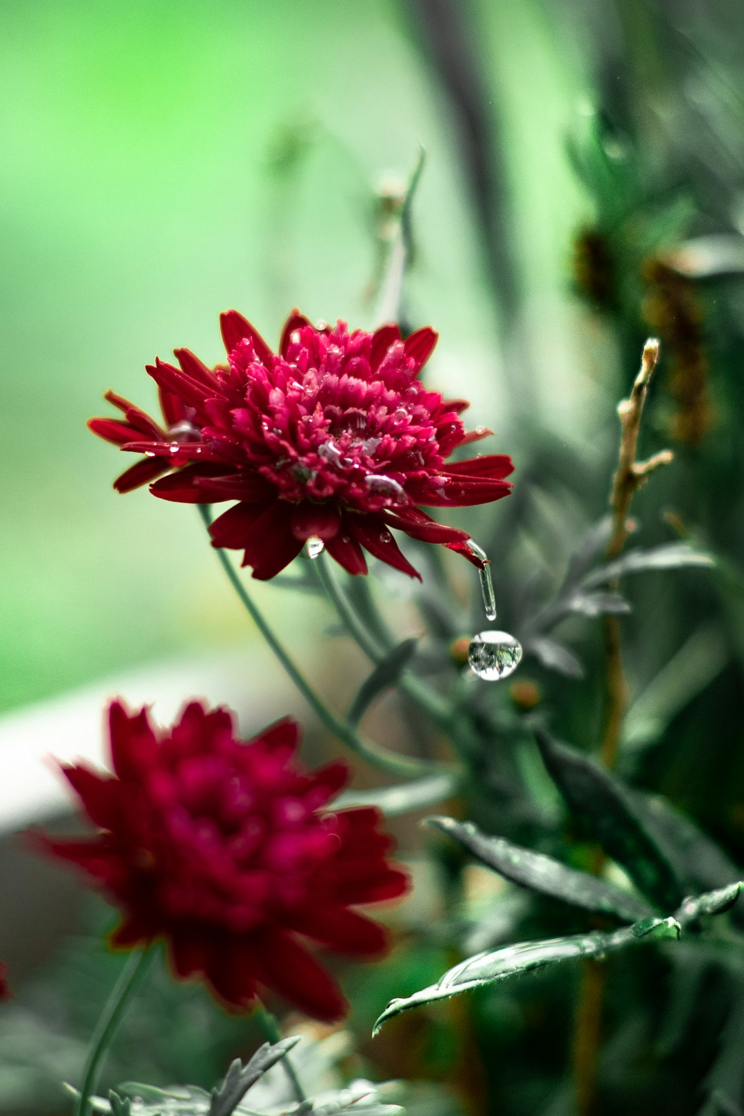 red petaled flower