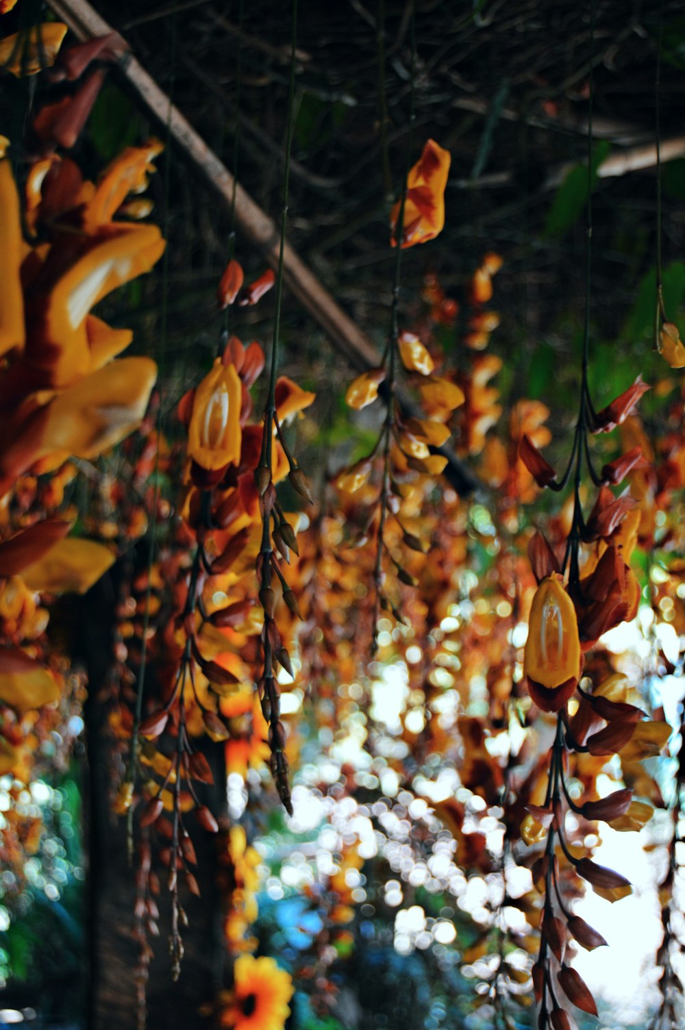 flores de pétalos de naranja