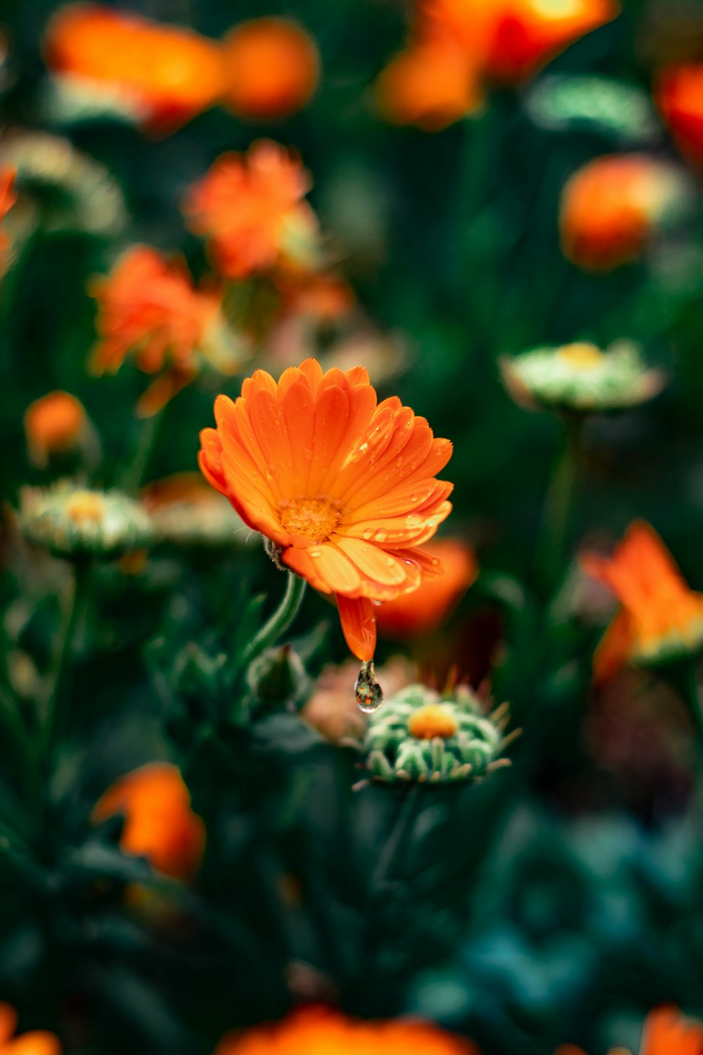 orange petaled flower