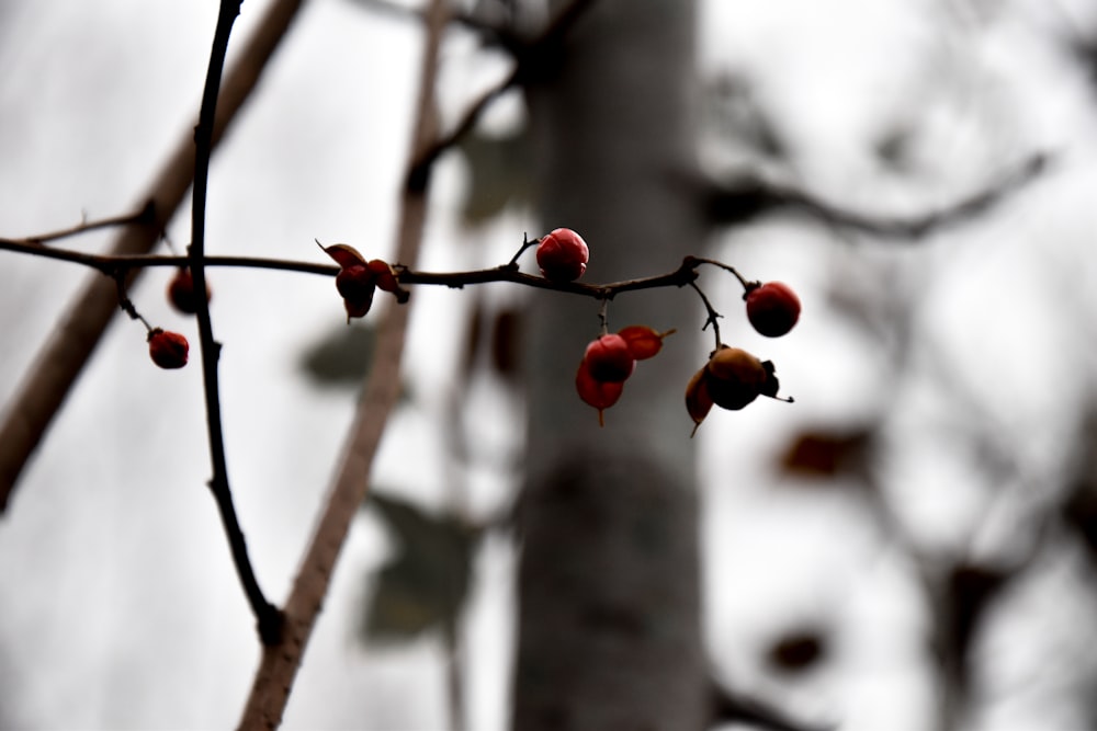 fleur rouge