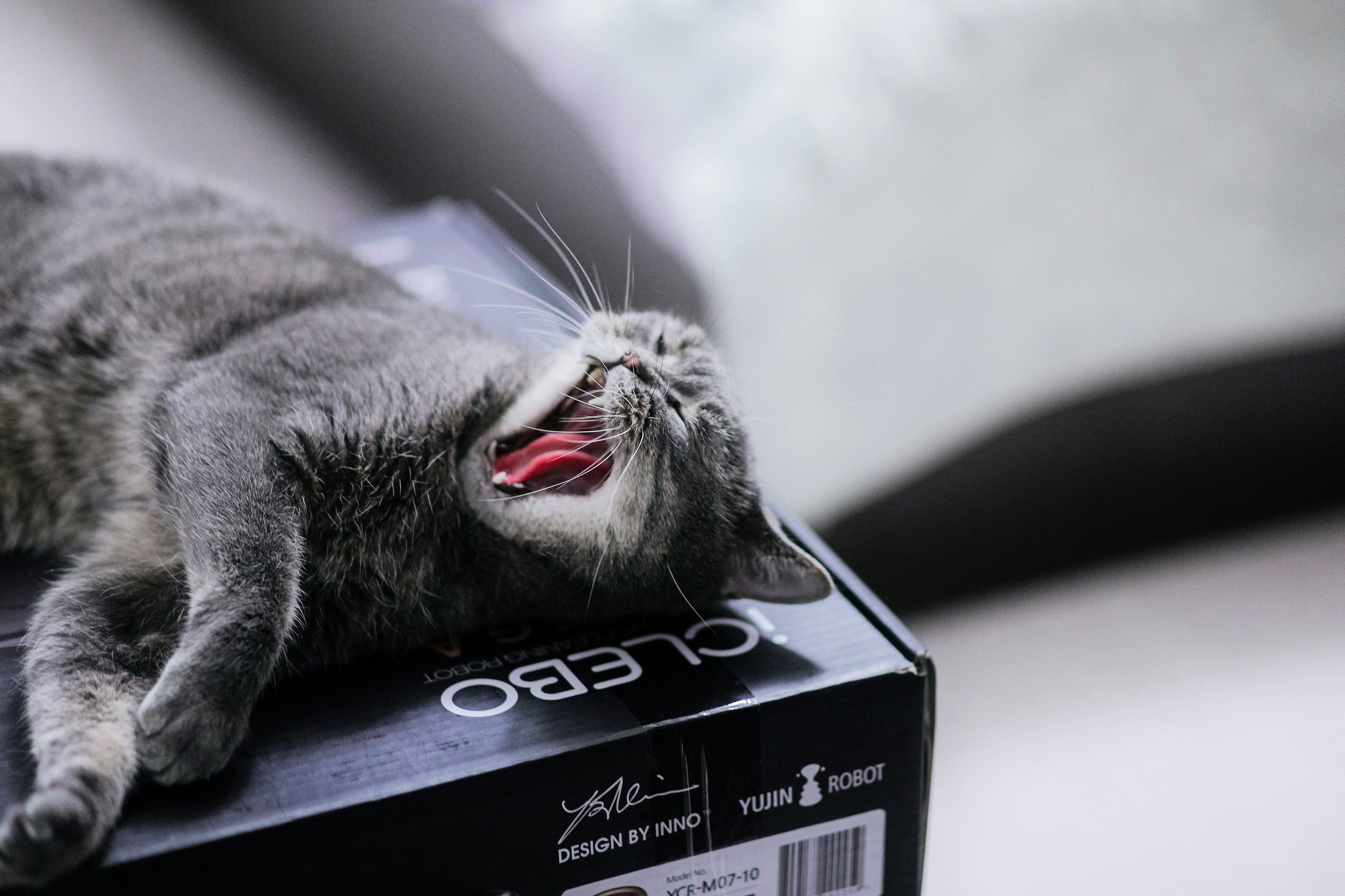 Overstimulated Cat Behavior: Signs and Solutions