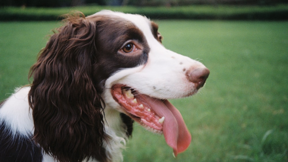 white and black dog