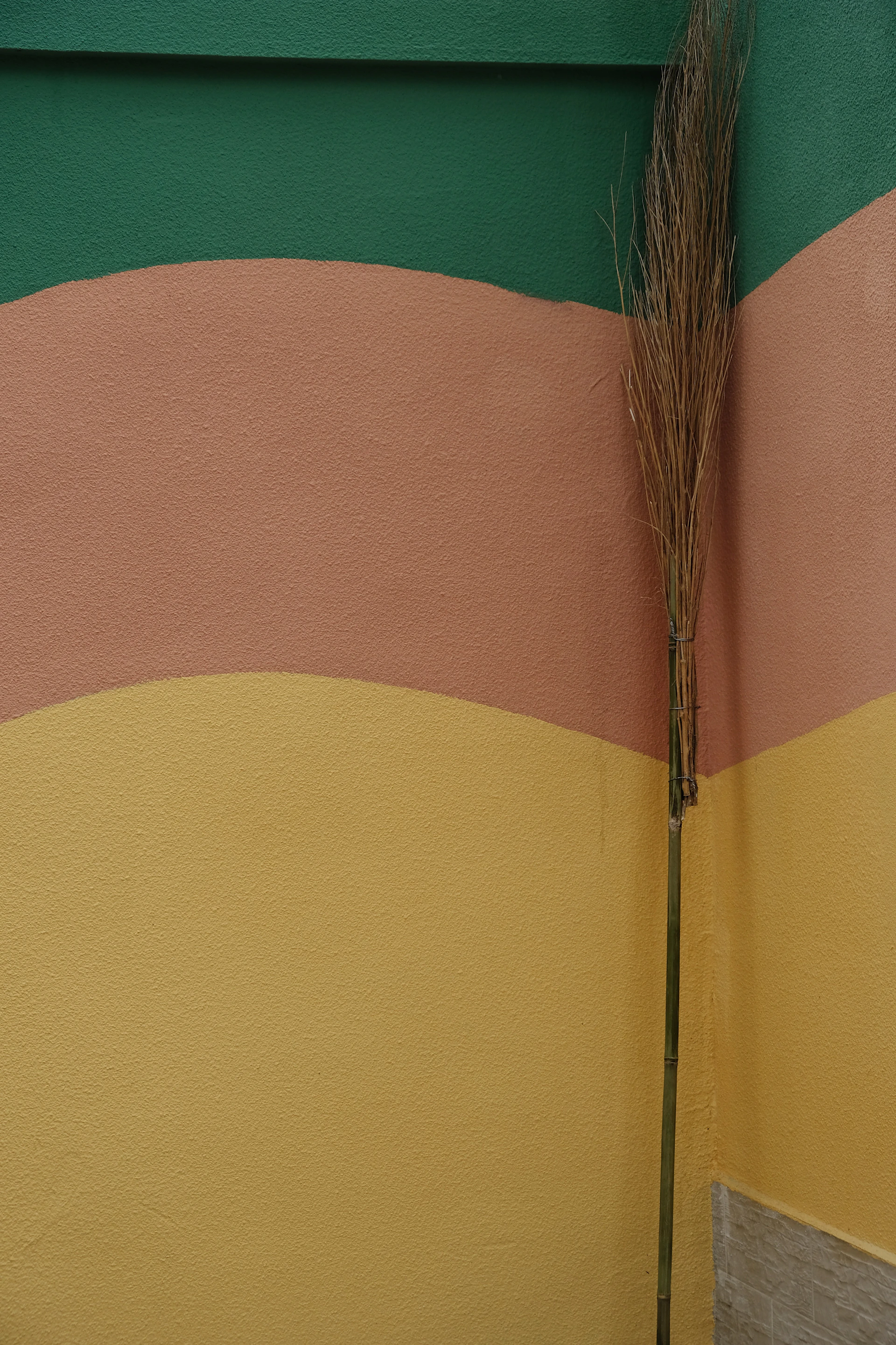 a plant is growing out of the corner of a wall