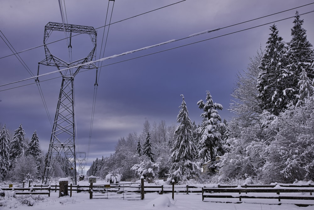 snow-covered trees near electricity post