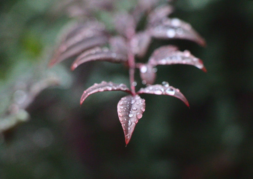 dew on maroon leafed plant
