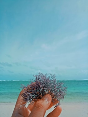 A hand is holding a cluster of delicate, dried seaweed or coral against a backdrop of a clear, blue sky and turquoise ocean. The scene includes a sandy beach and gentle waves in the distance, creating a tranquil, coastal environment.