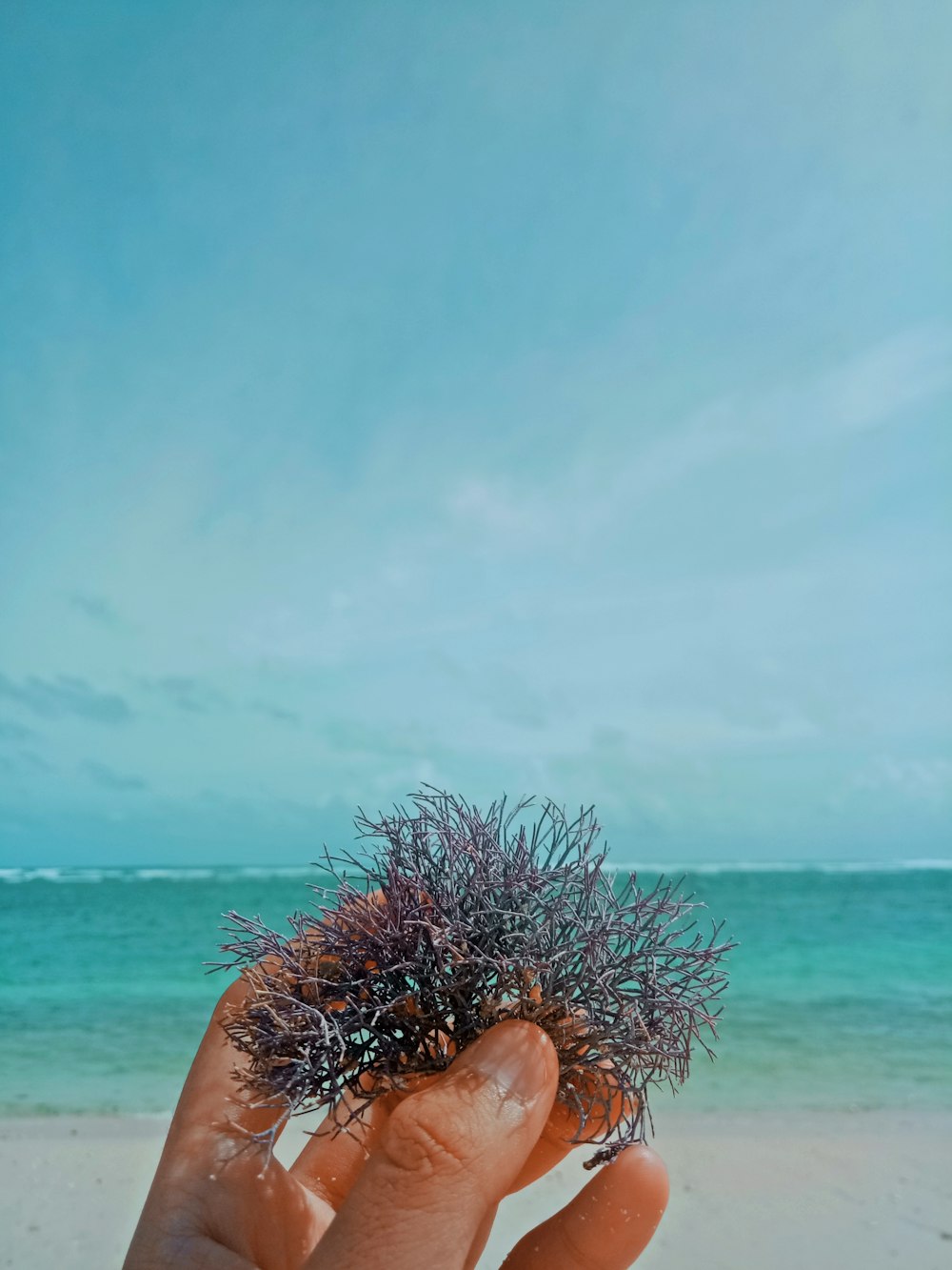 a hand holding a sea urchin on a beach