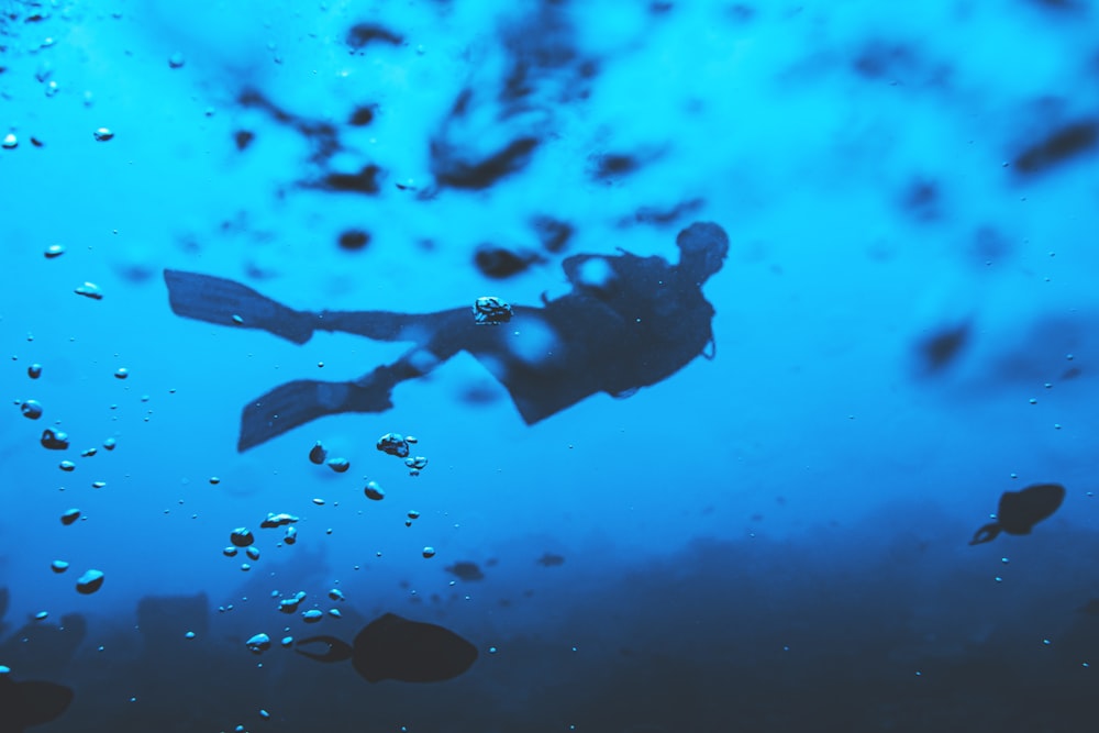 man swimming underwater with jellyfish