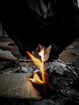 A cat sits near a small fire with flames rising from burning debris, surrounded by charred papers and cardboard. The scene includes a person squatting nearby, though their identity is obscured, with a focus on the animal and fire.